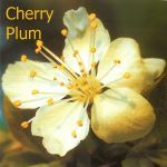 Fleurs de Bach : Cherry plum