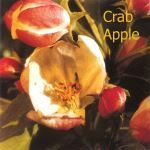 Fleurs de Bach : Crab apple
