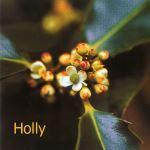 Fleurs de Bach : Holly