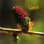 Fleurs de Bach : Larch