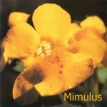 Fleurs de Bach : Mimulus