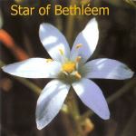 Fleurs de Bach : Star of bethleem