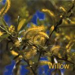 Fleurs de Bach : Willow